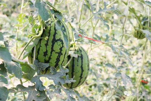 吃瓜视频的网红,揭秘吃瓜视频网红的爆红之路